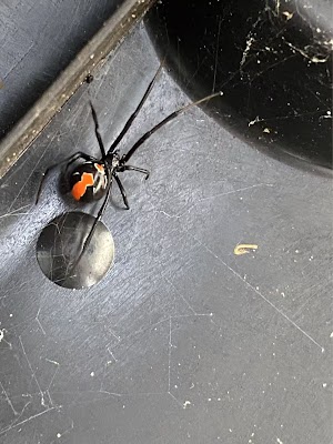 Armor Pest Control photo 2