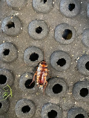 Armor Pest Control photo 3