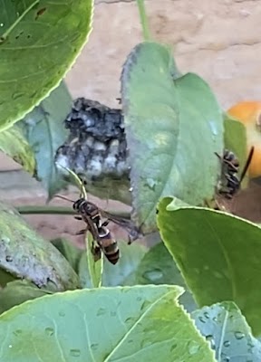 Armor Pest Control project 5