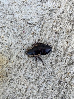 Armor Pest Control photo 1