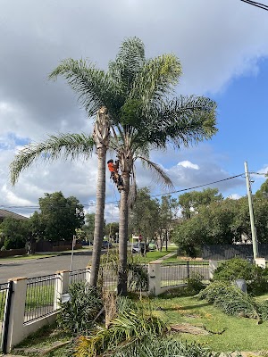 ASET Tree Removal & Garden Rejuvenation project 4