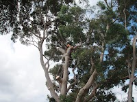 Axetion Tree Services