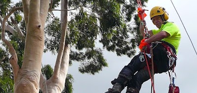 Balwyn Tree Service photo 2