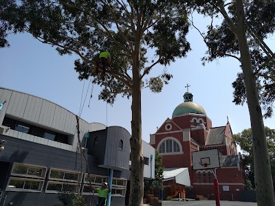 Balwyn Tree Service photo 3