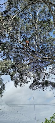 Balwyn Tree Service work 4