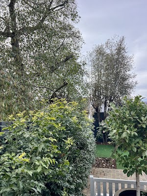 Balwyn Tree Service project 5