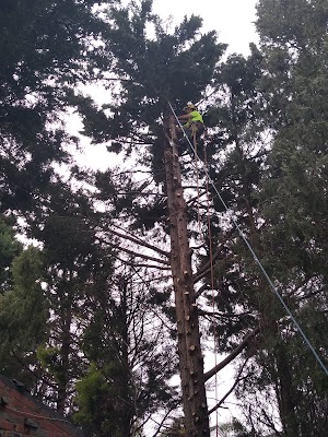 Balwyn Tree Service photo 1
