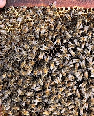 Ben's Bees project 5