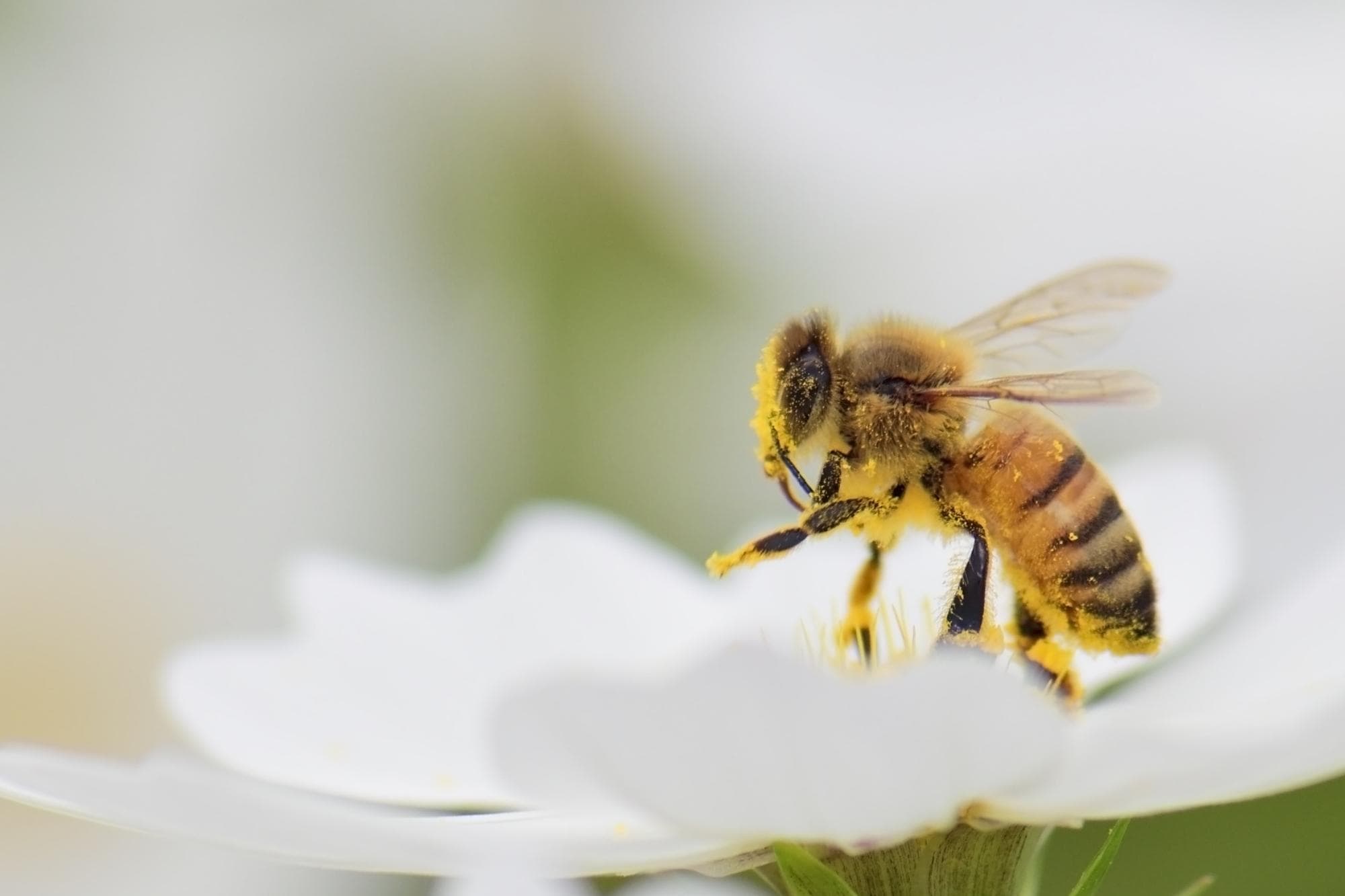 Ben's Bees
