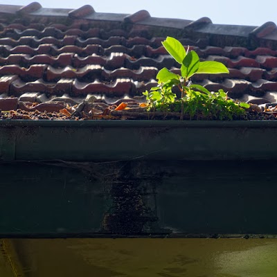 Bendigo Gutter Cleaning project 6