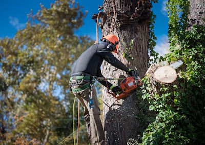Bendigo Tree Removal Doctor photo 2