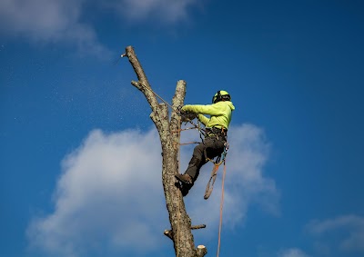 Bendigo Tree Removal Doctor