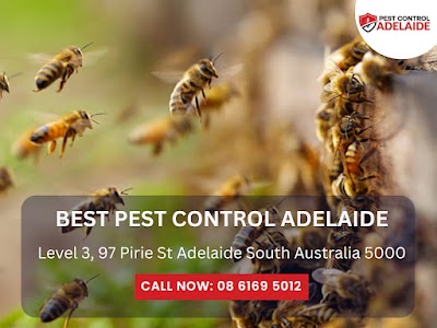 Best Pest Control Adelaide work 3