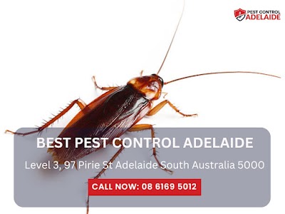 Best Pest Control Adelaide work 4