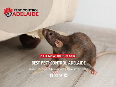 Best Pest Control Adelaide project 5