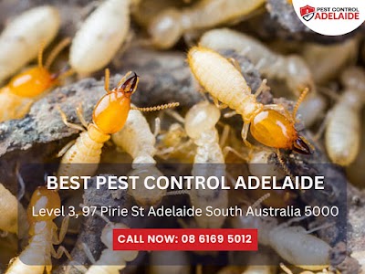 Best Pest Control Adelaide project 6