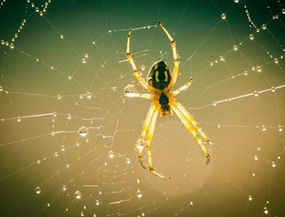 Best Pest Control Adelaide