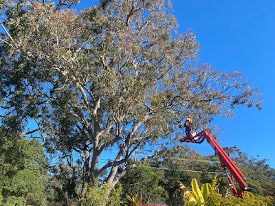 Bob and Ben the Tree Men photo 3