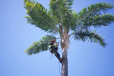 Bob and Ben the Tree Men project 4