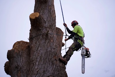 Bob and Ben the Tree Men project 5