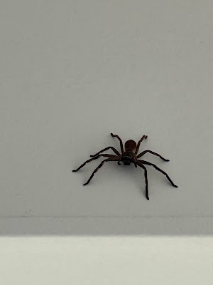 Bright Pest Control Pty Ltd project 5