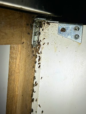 Bright Pest Control Pty Ltd project 6