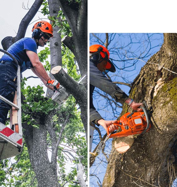 Brisbane Treeworx