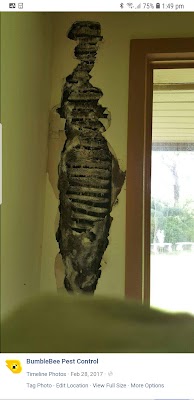 Bumblebee Pest Control project 5