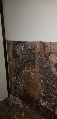 Bumblebee Pest Control project 6