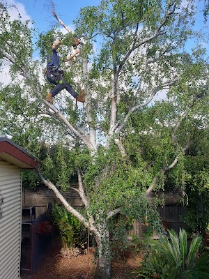 C & D Schroeder Tree Services work 4