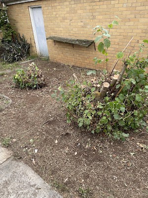 C & D Schroeder Tree Services project 6