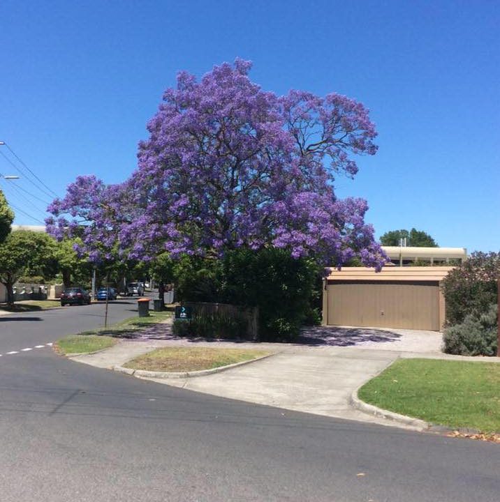 C & D Schroeder Tree Services