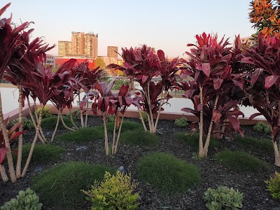 Cadenza Landscapes project 5