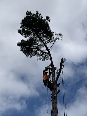 Campbell Tree Care project 6