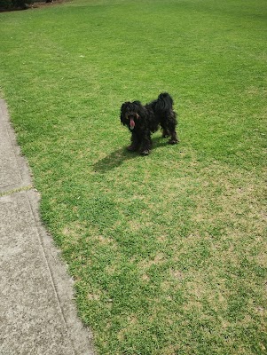 CHEAP LAWN MOWING & Gardening Services photo 2