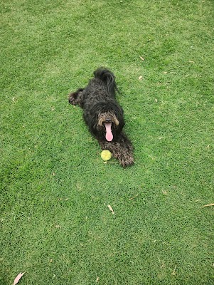 CHEAP LAWN MOWING & Gardening Services