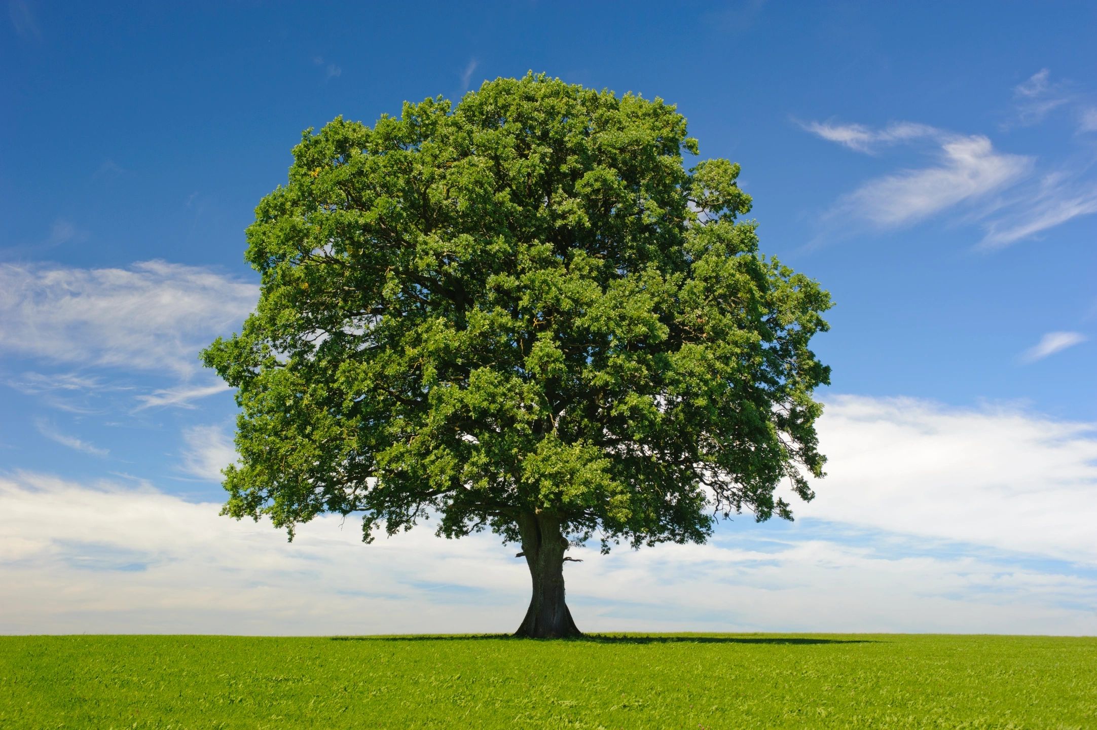 Chop It Tree Services