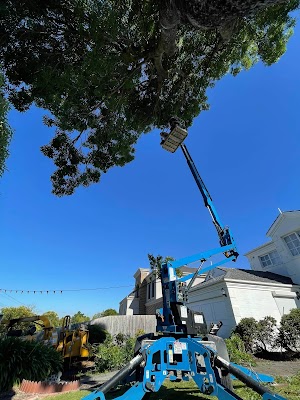 Chris Davies Tree Removals work 2