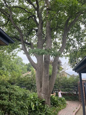 Chris Davies Tree Removals project 5