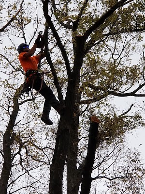 Chris Davies Tree Removals project 6