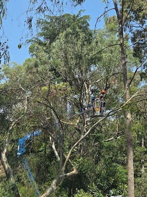 Chris Davies Tree Removals work 1