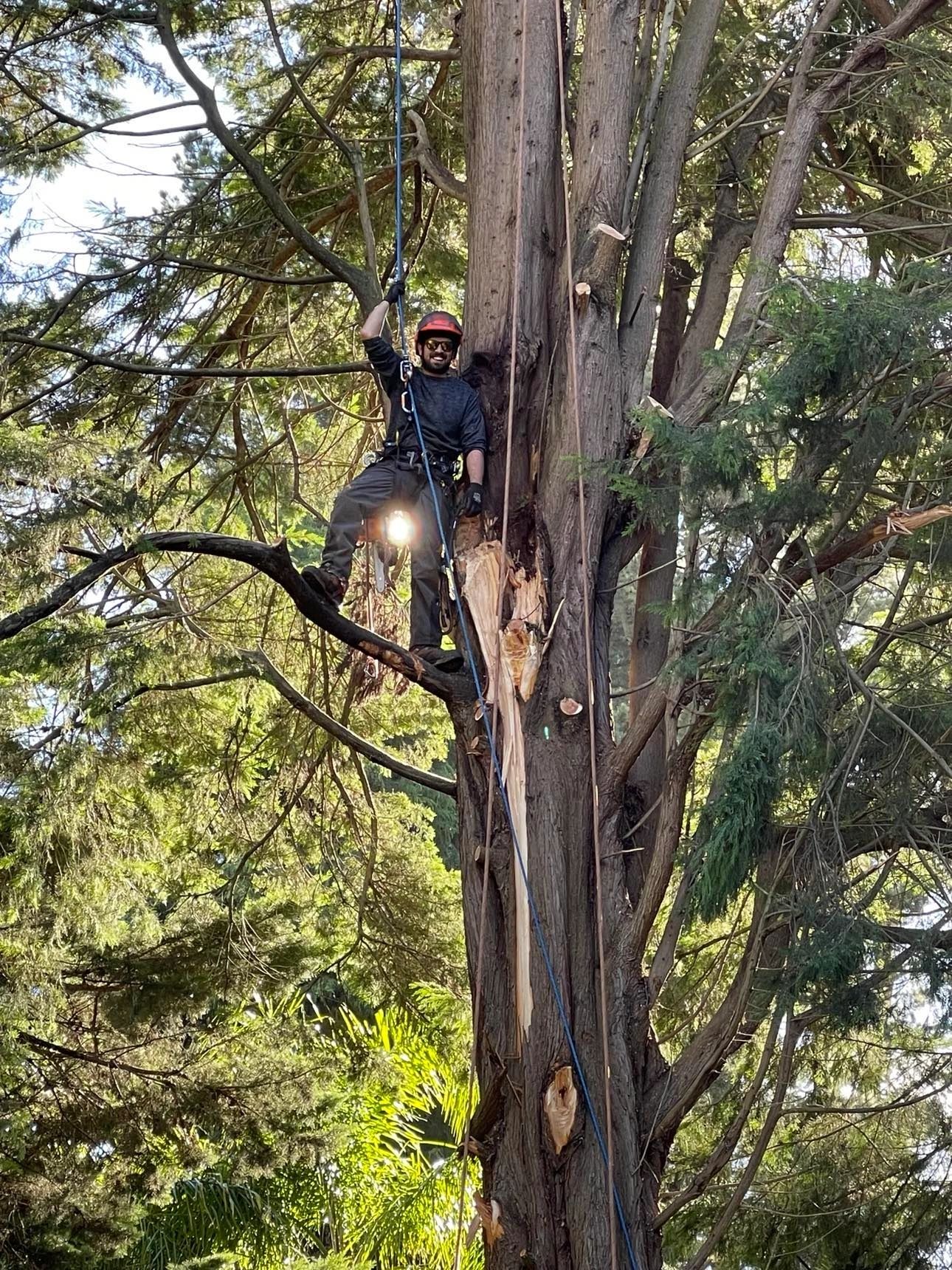 Chris Davies Tree Removals