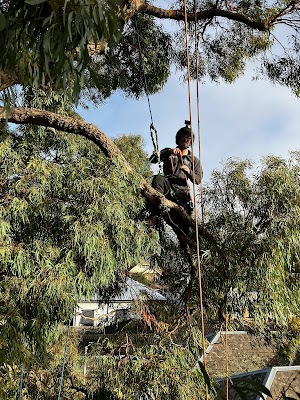 Climb Right Tree Services photo 3