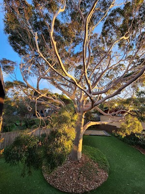 Climb Right Tree Services project 4