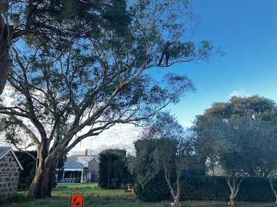 Climb Right Tree Services project 5