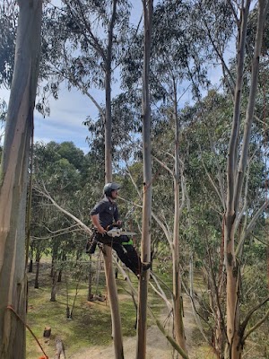 Climb Right Tree Services project 6