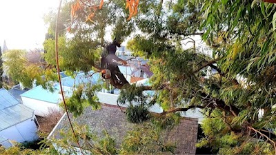 Climb Right Tree Services photo 1