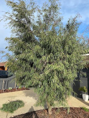 Coastal Green Grass Mowing project 4