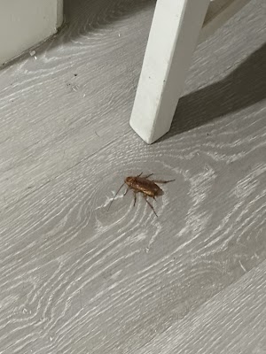 Combat Pest Management Pty Ltd | Pest Control Services in Sydney work 2