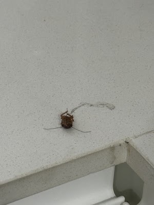 Combat Pest Management Pty Ltd | Pest Control Services in Sydney project 5